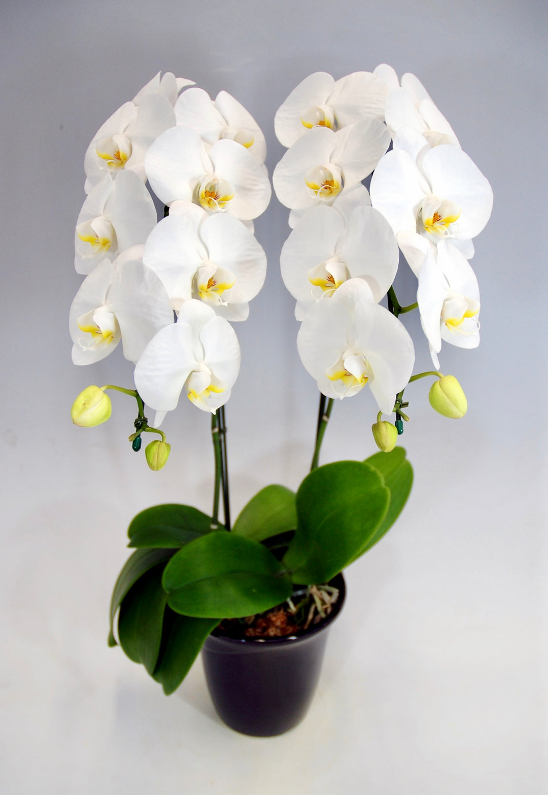 胡蝶蘭 大輪 2本立ち 18～23輪前後 白