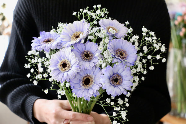 カスミソウと紫色ガーベラ(染め)の花束