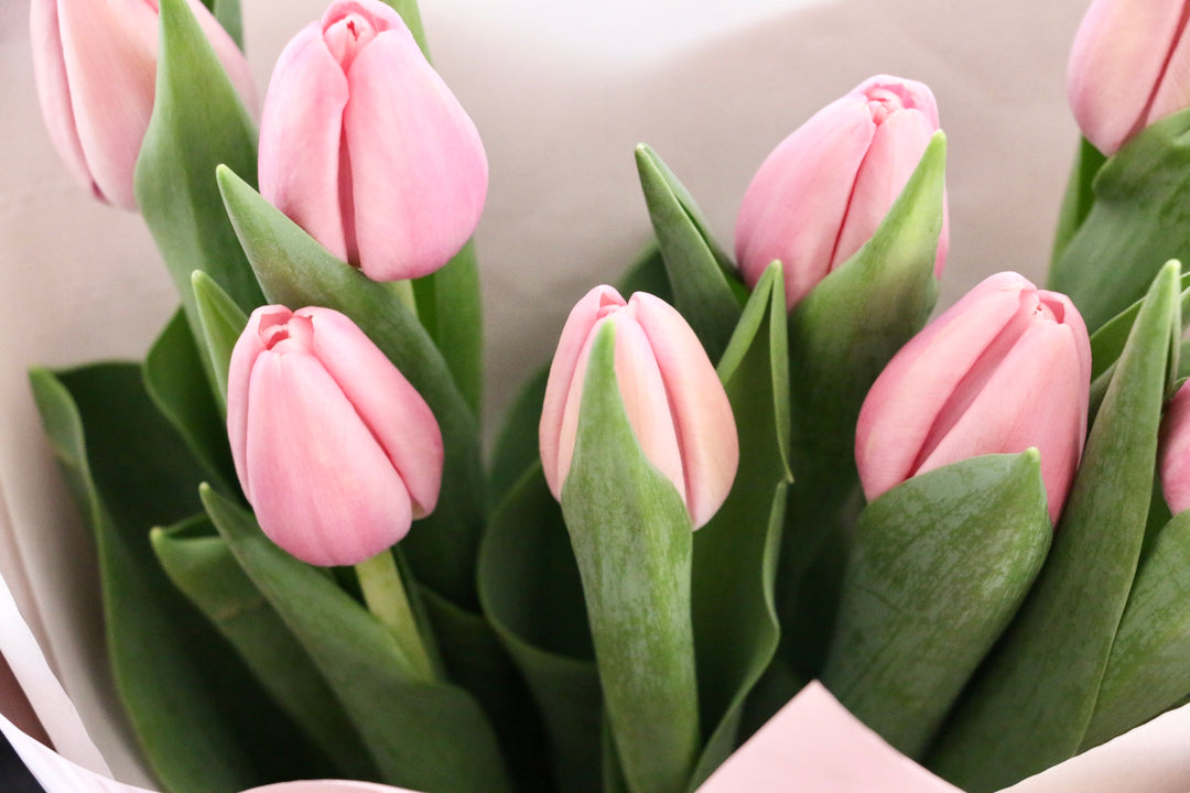 ピンクのチューリップの花束（8本）