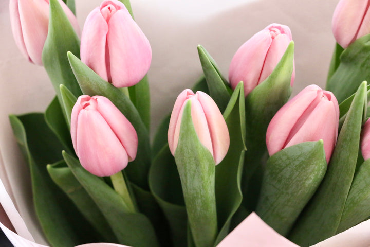 ピンクのチューリップの花束（8本）