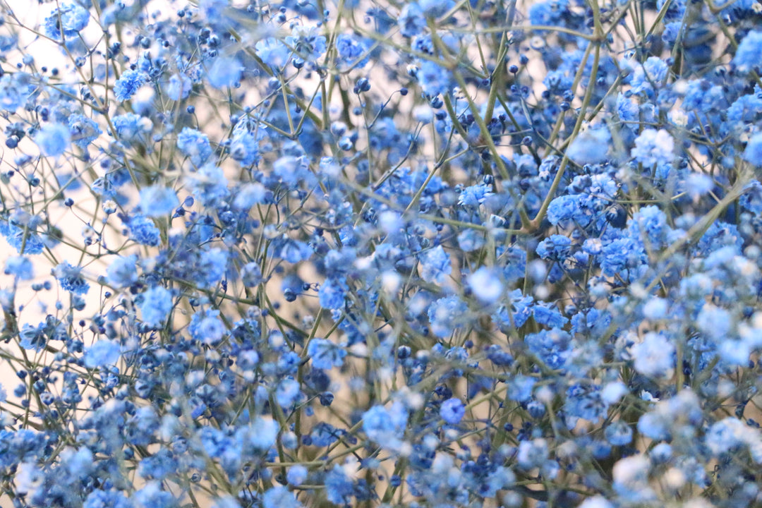 青のカスミソウ（かすみ草）の花束 8,000円