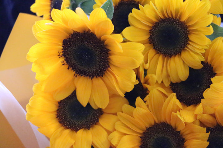 ひまわりの花束（20本）