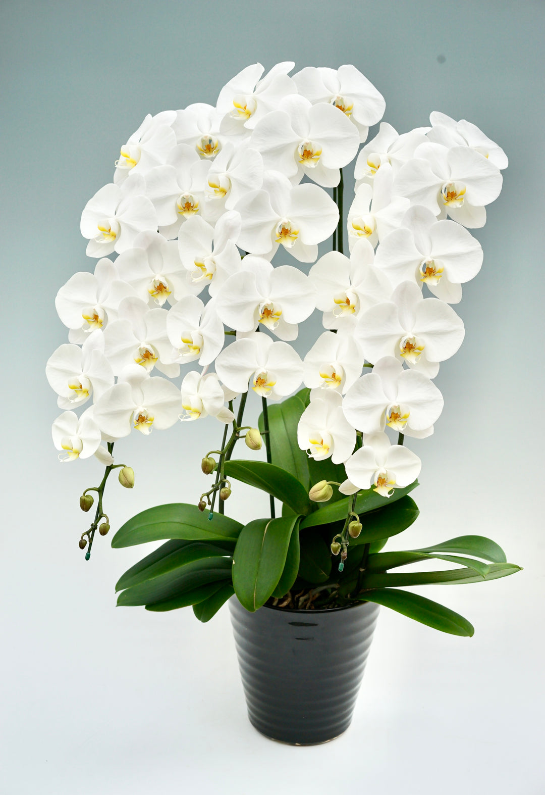 胡蝶蘭 大輪 3本立ち 40～47輪前後 白