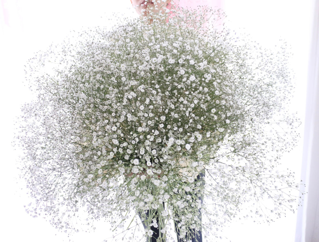 カスミソウの花束（25本）