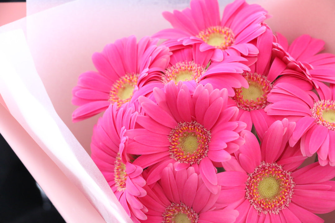 濃いピンク色のガーベラの花束（10本）