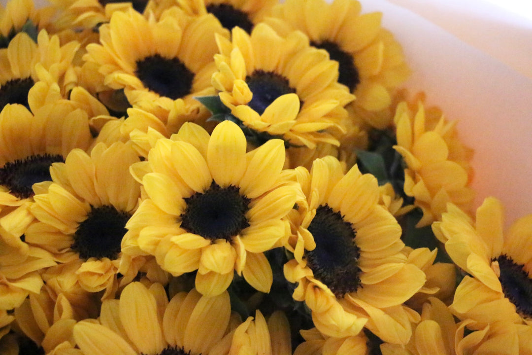 ひまわりの花束（80本）