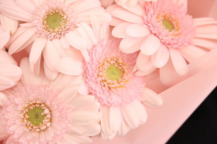 ピンク色のガーベラの花束（8本）-あなたの思いやりに感謝します