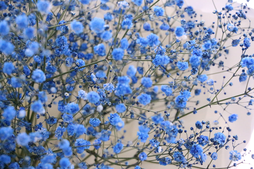 青のカスミソウ（かすみ草）の花束 3,500円