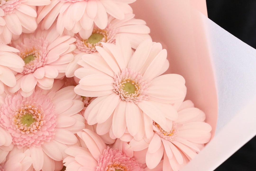 ピンク色のガーベラの花束（18本）-誠実