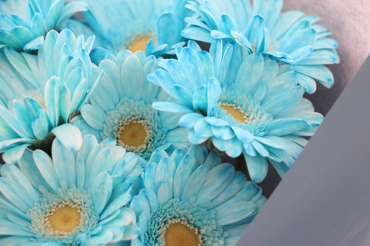 水色のガーベラの花束（8本）-あなたの思いやりに感謝します