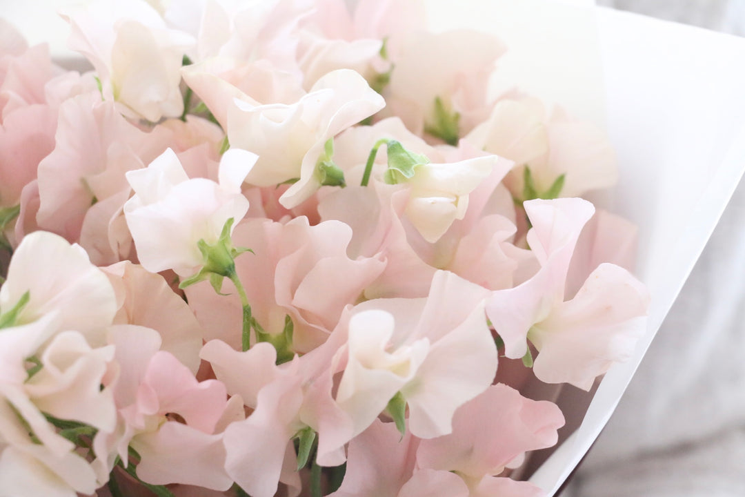 淡いピンク色のスイートピーの花束（25本）