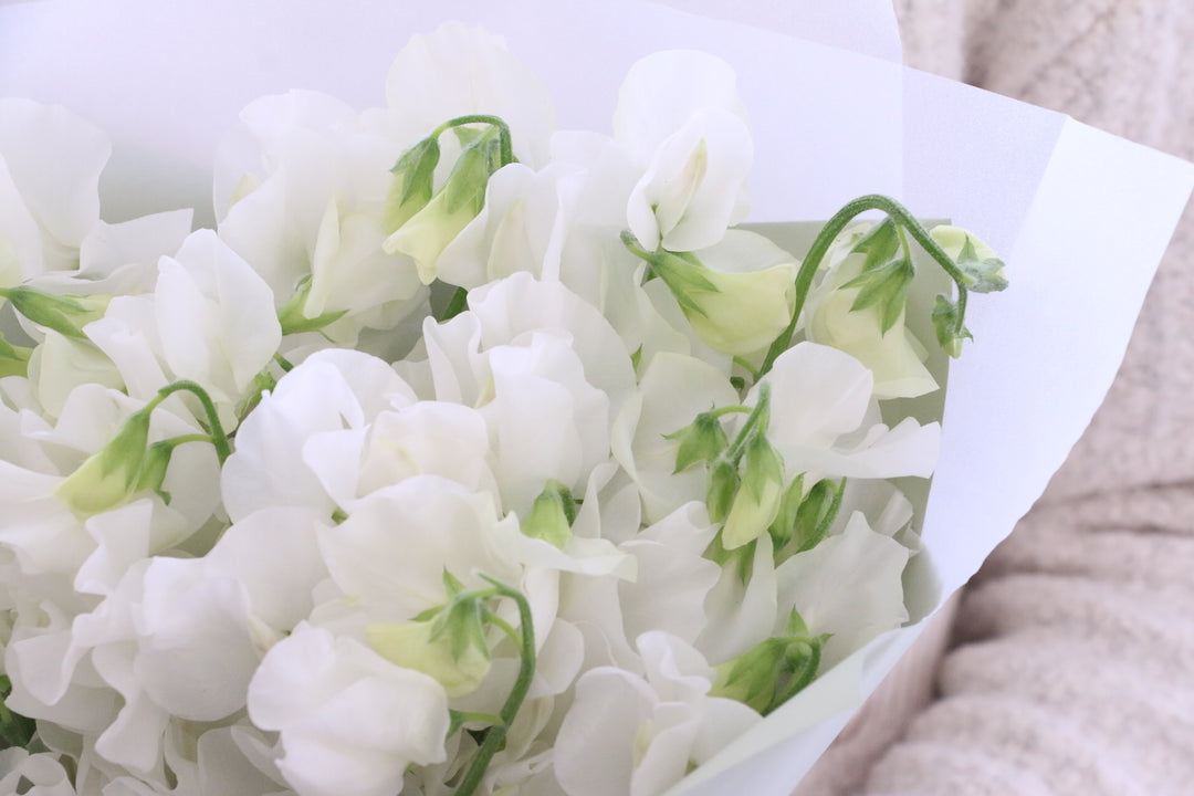 白いスイートピーの花束（25本）