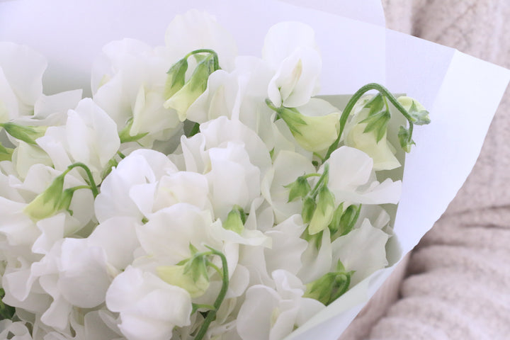 白いスイートピーの花束（25本）