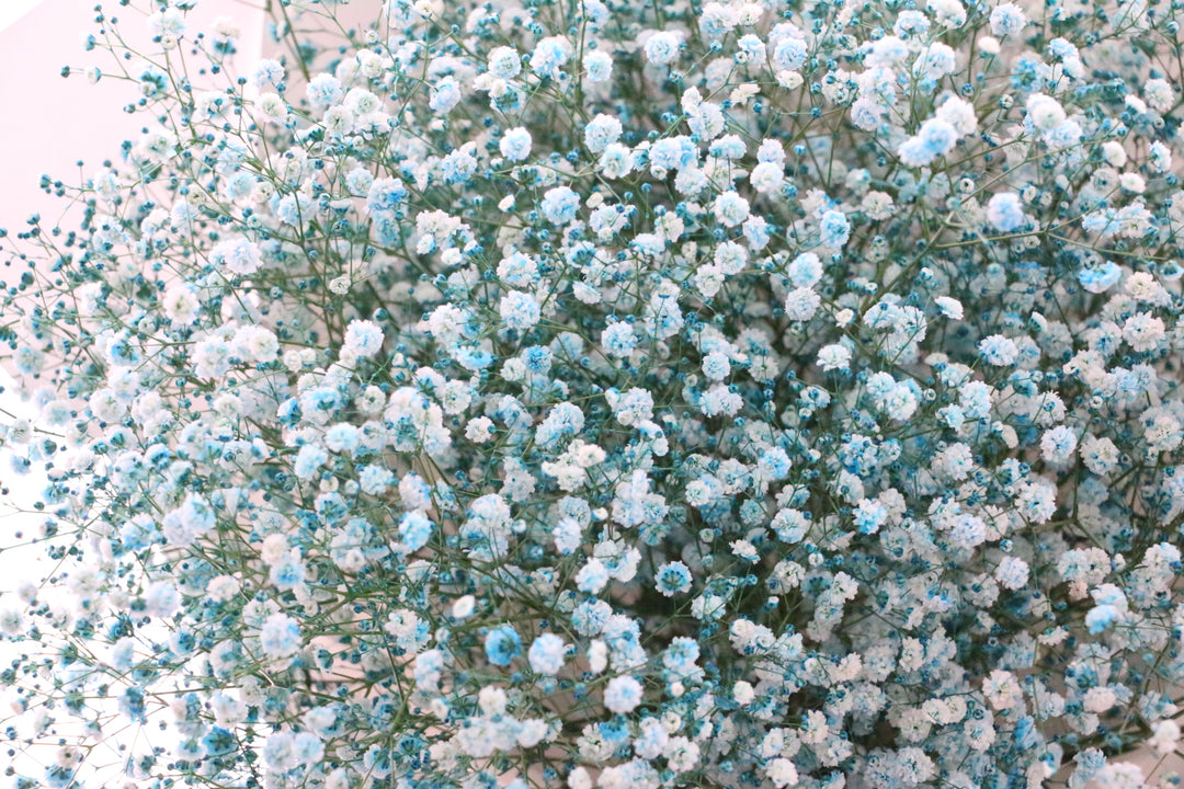 水色のカスミソウ（かすみ草）の花束 10,000円