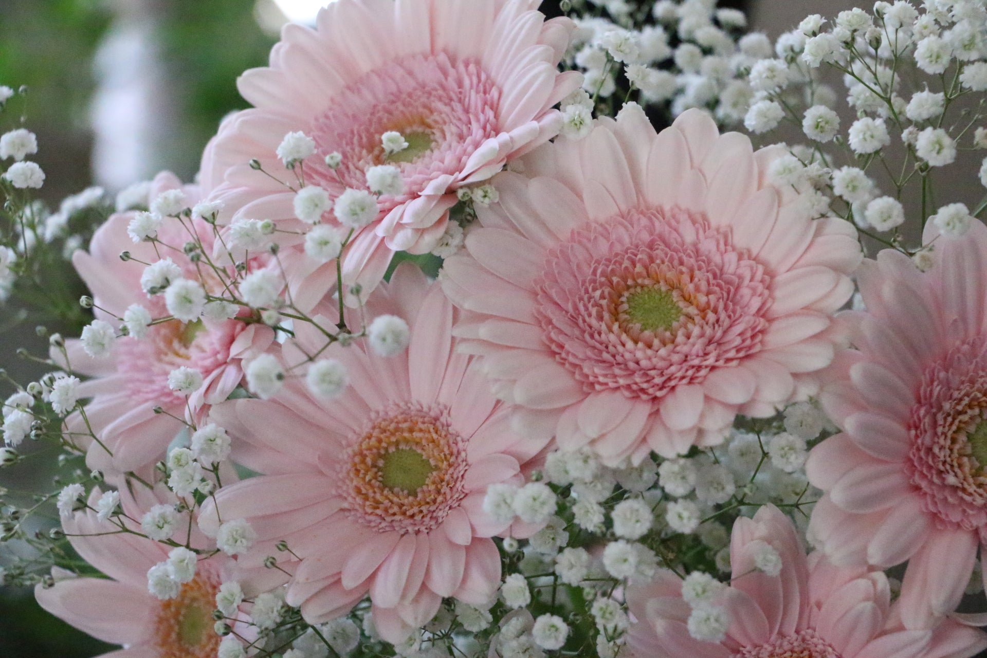 ピンク色のガーベラ（8本）とカスミソウの花束 – 花・花束の通販サイト