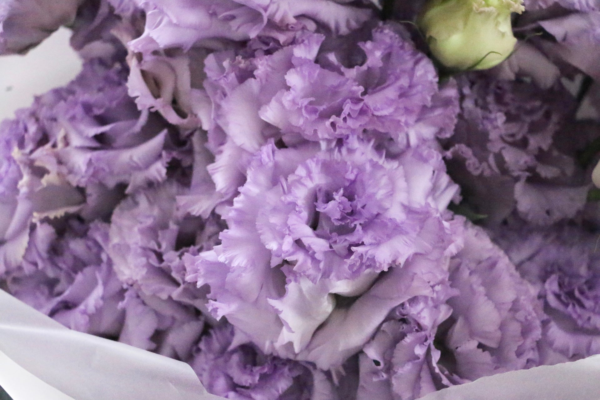 紫色のトルコキキョウの花束（5本） – 花・花束の通販サイト｜HanaTaku