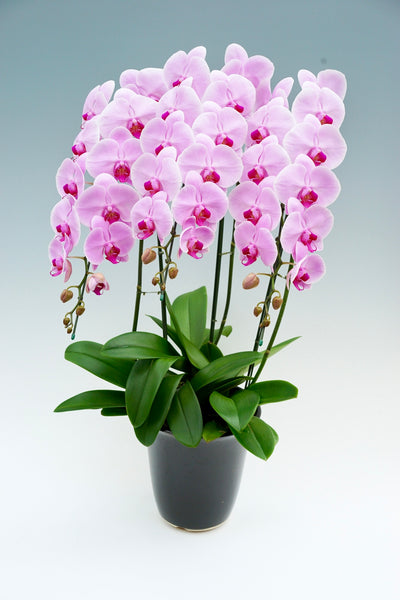 胡蝶蘭 大輪 ピンク 3本立ち 30～37輪前後