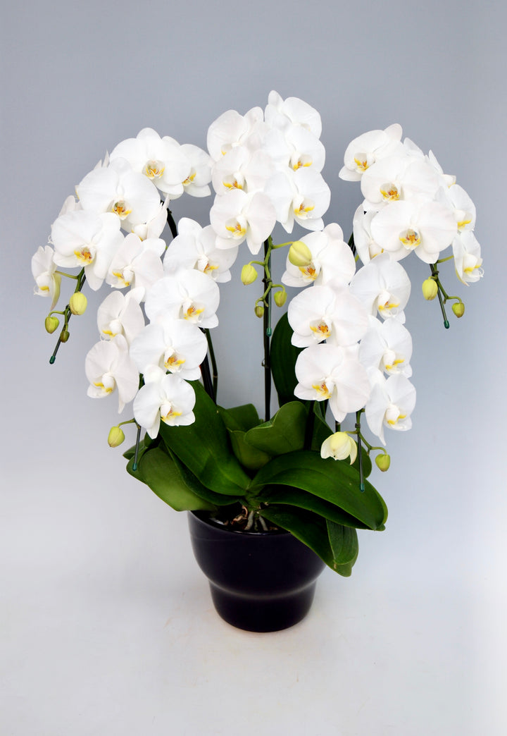 胡蝶蘭 大輪 5本立ち 50～60輪前後 白