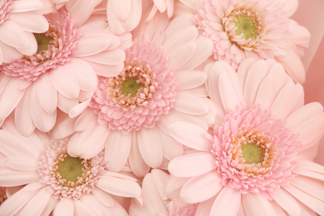 ピンク色のガーベラの花束（10本）