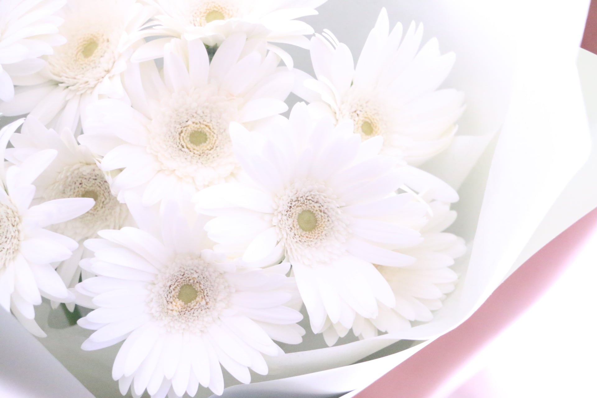 白色のガーベラの花束（10本） – 花・花束の通販サイト｜HanaTaku