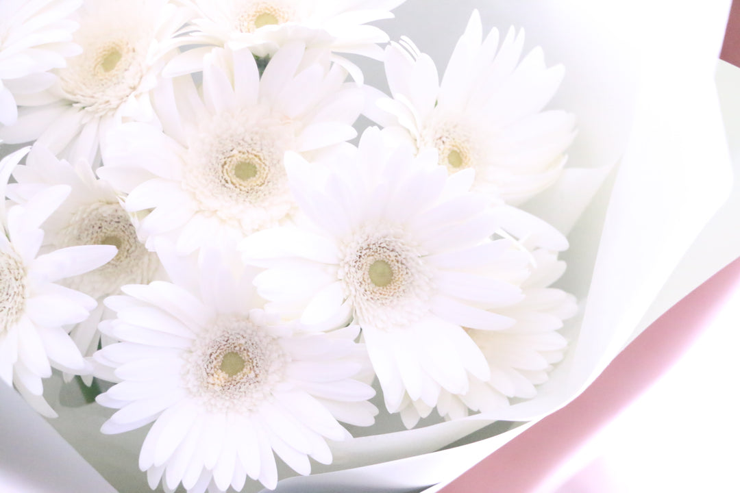 白色のガーベラの花束（10本）