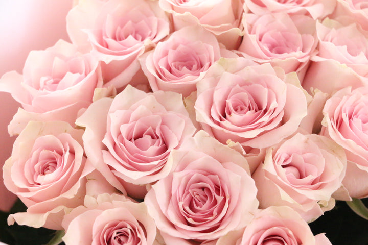 18本のピンク色のバラの花束
