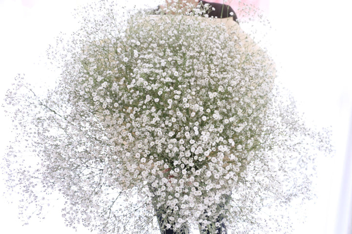カスミソウの花束（20本）