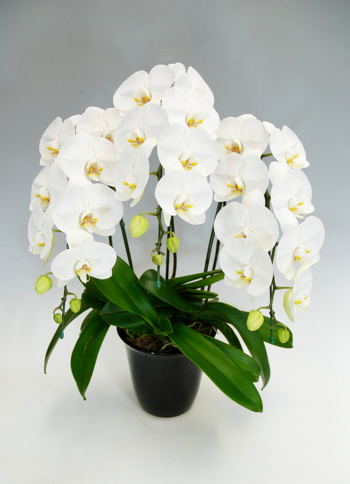 胡蝶蘭 大輪 3本立ち 25～32輪前後 白