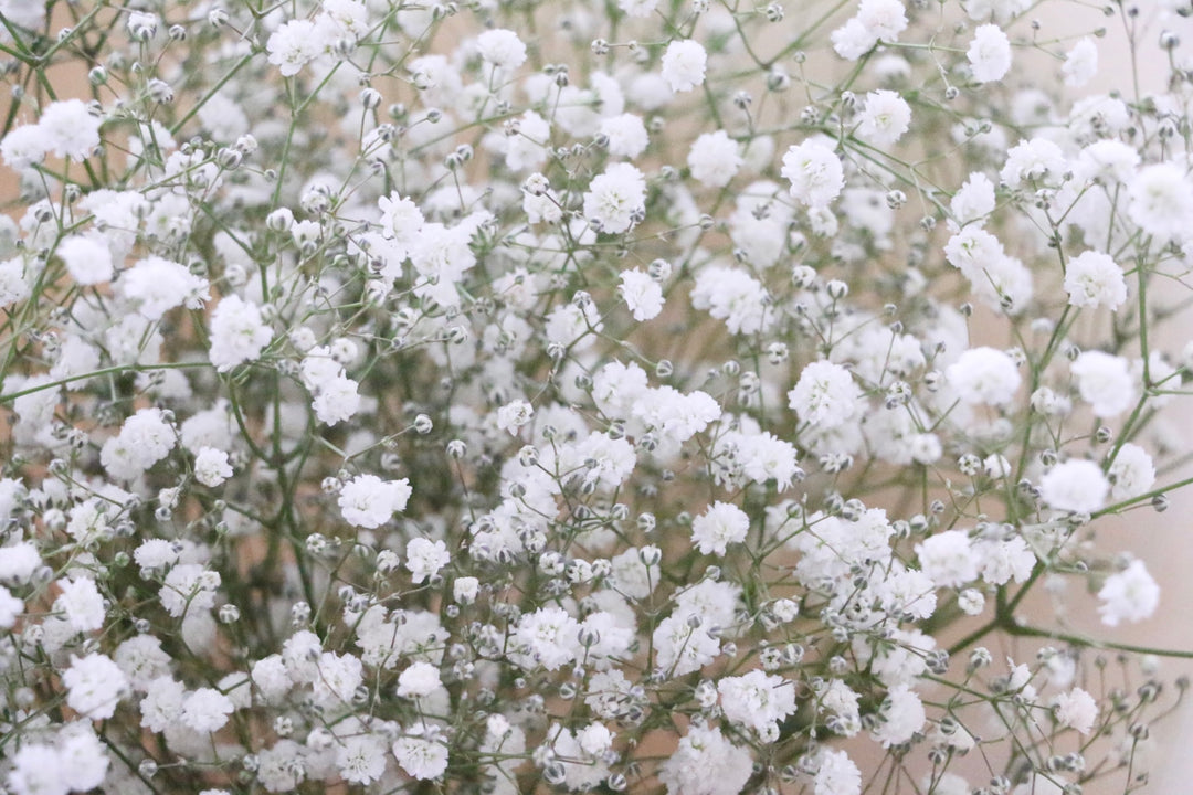 カスミソウ（かすみ草）の花束 4,000円