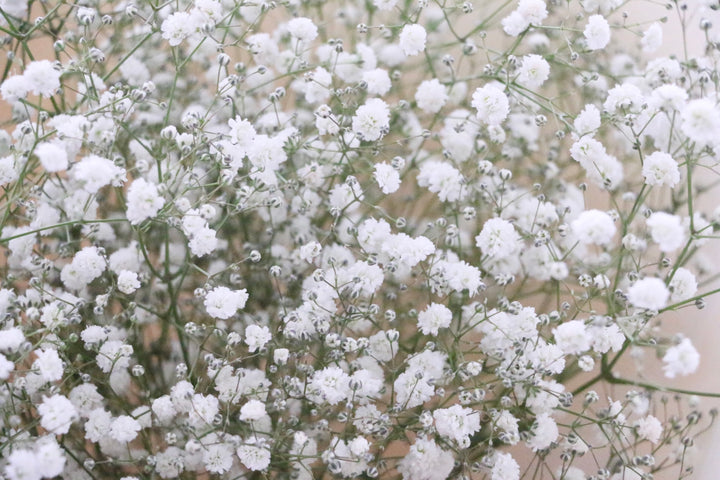 カスミソウ（かすみ草）の花束 4,000円