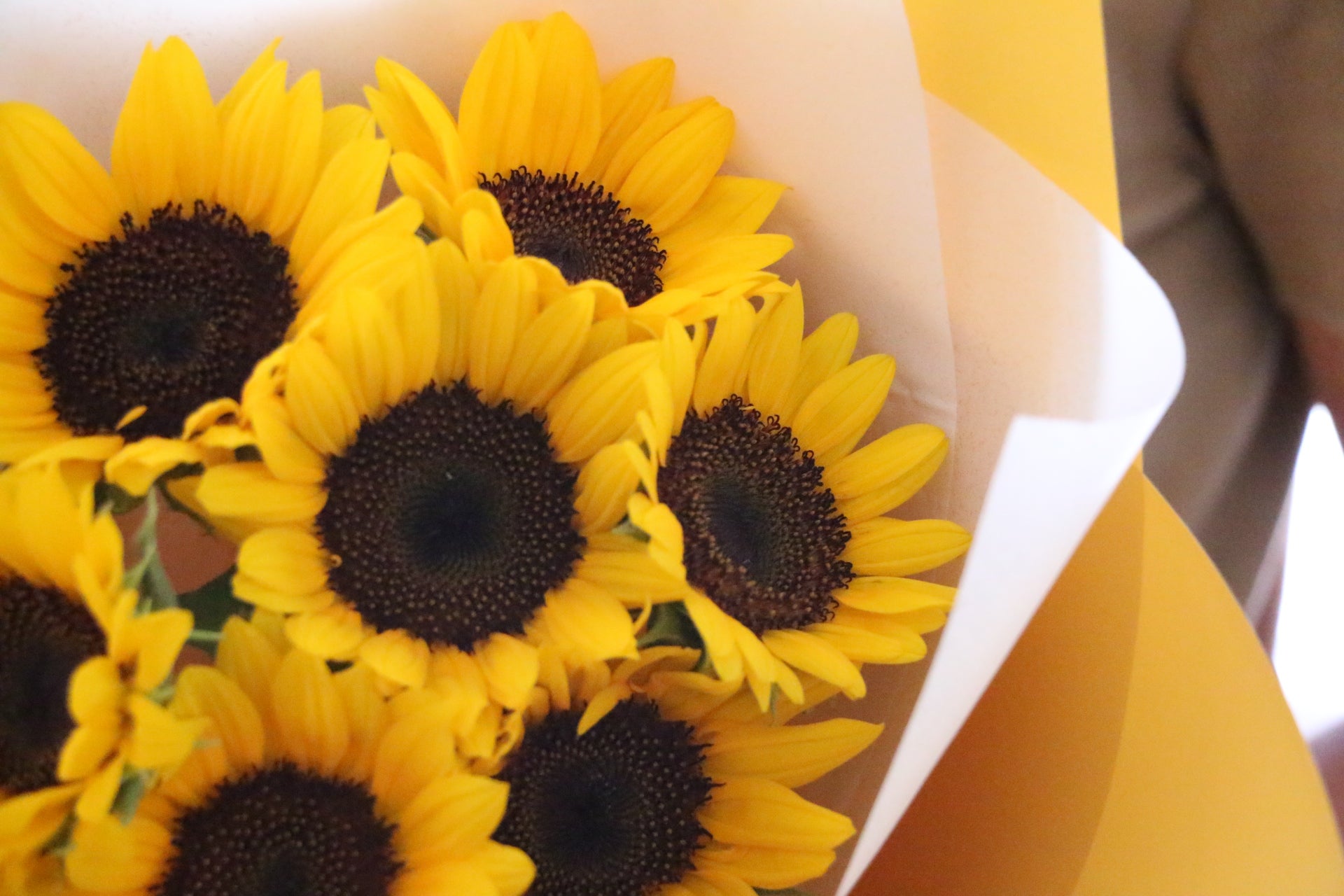 ひまわりの花束（7本） – 花・花束の通販サイト｜HanaTaku