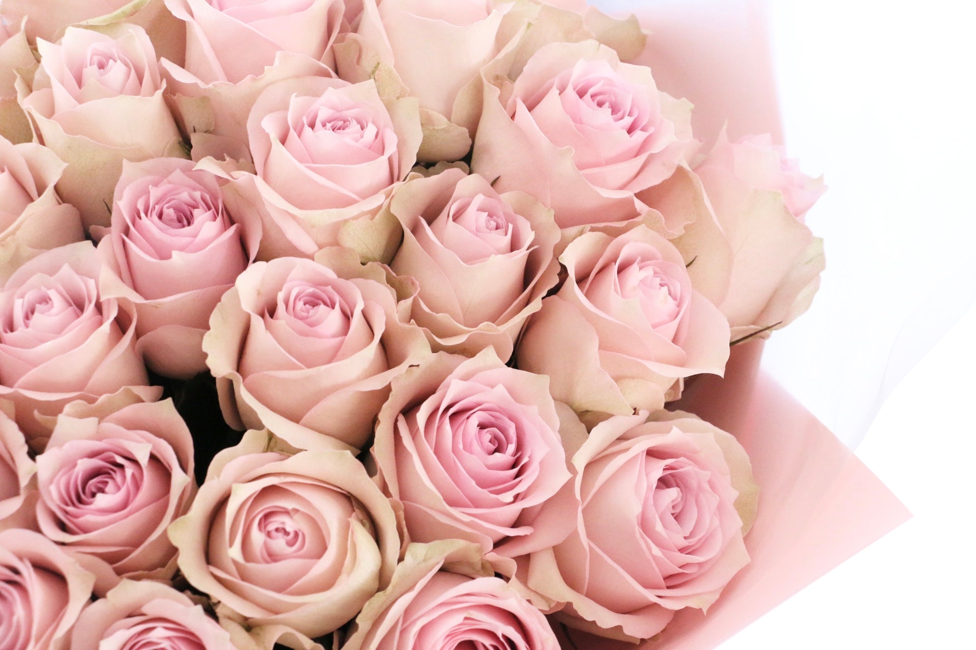 30本のピンク色のバラの花束-あなたとのご縁を大切にしたい – 花・花束