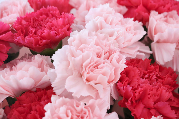 ピンク色ミックスのカーネーションの花束（20本）