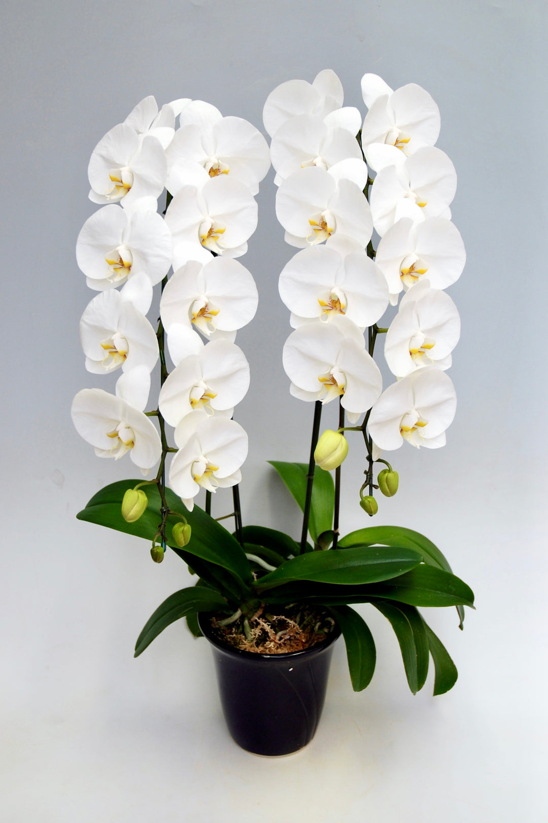 胡蝶蘭 大輪 2本立ち 25～30輪前後 白