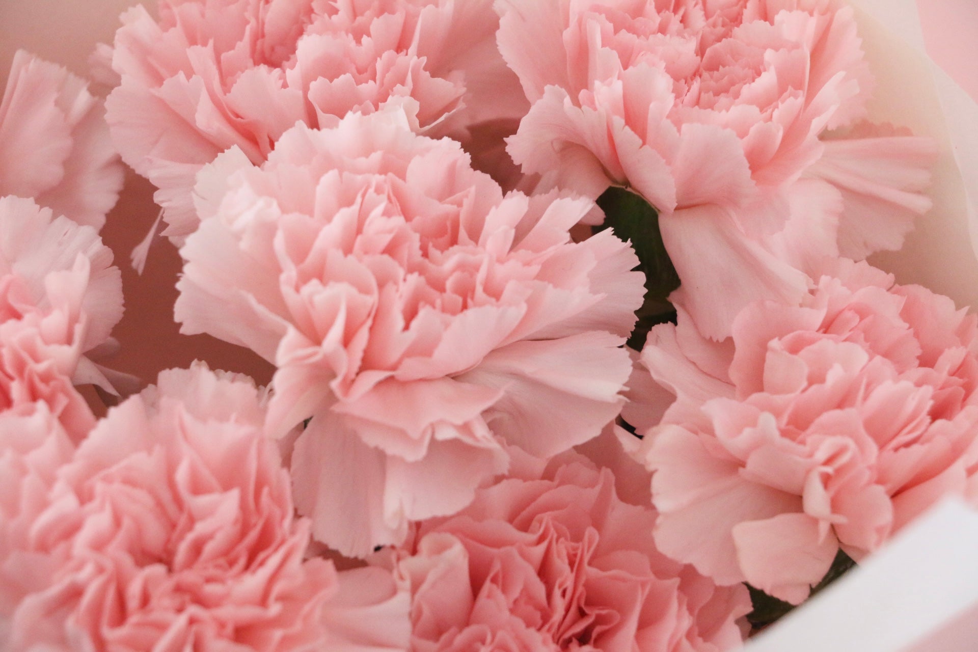 ピンクのカーネーションの花束（8本）-あなたの思いやりに感謝します
