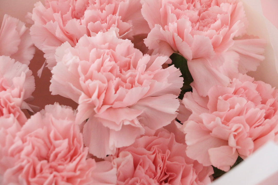 ピンクのカーネーションの花束（8本）-あなたの思いやりに感謝します