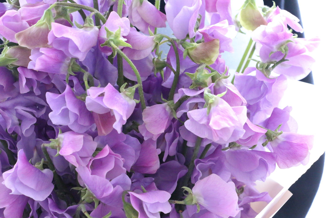紫色のスイートピーの花束（50本）