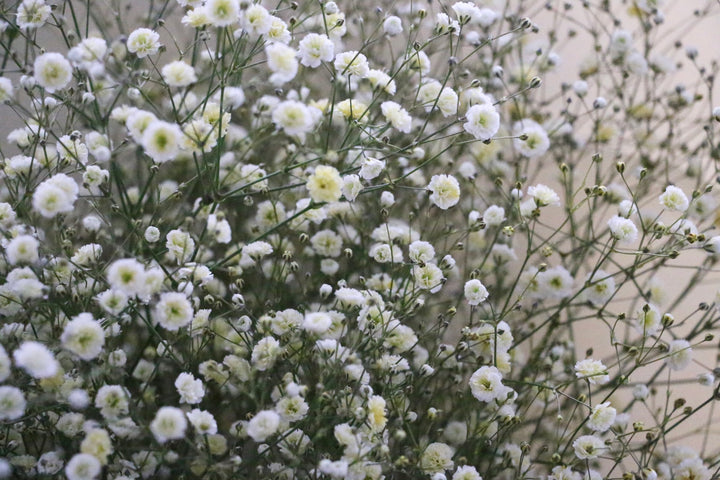 黄色のカスミソウ（かすみ草）の花束 8,000円 Lサイズ