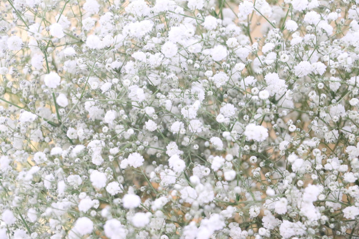 【プロポーズの花束】カスミソウの花束（10本）