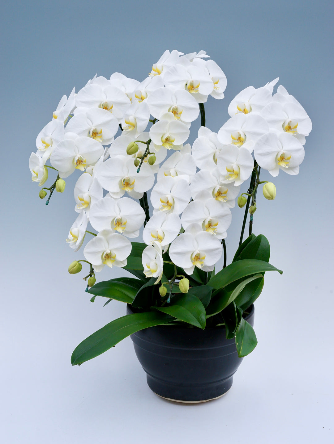 胡蝶蘭 大輪 5本立ち 50～60輪前後 白