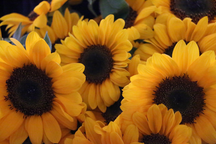 ひまわりの花束（30本）