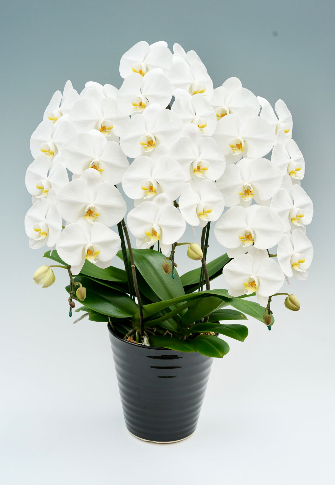 胡蝶蘭 大輪 3本立ち 30～37輪前後 白