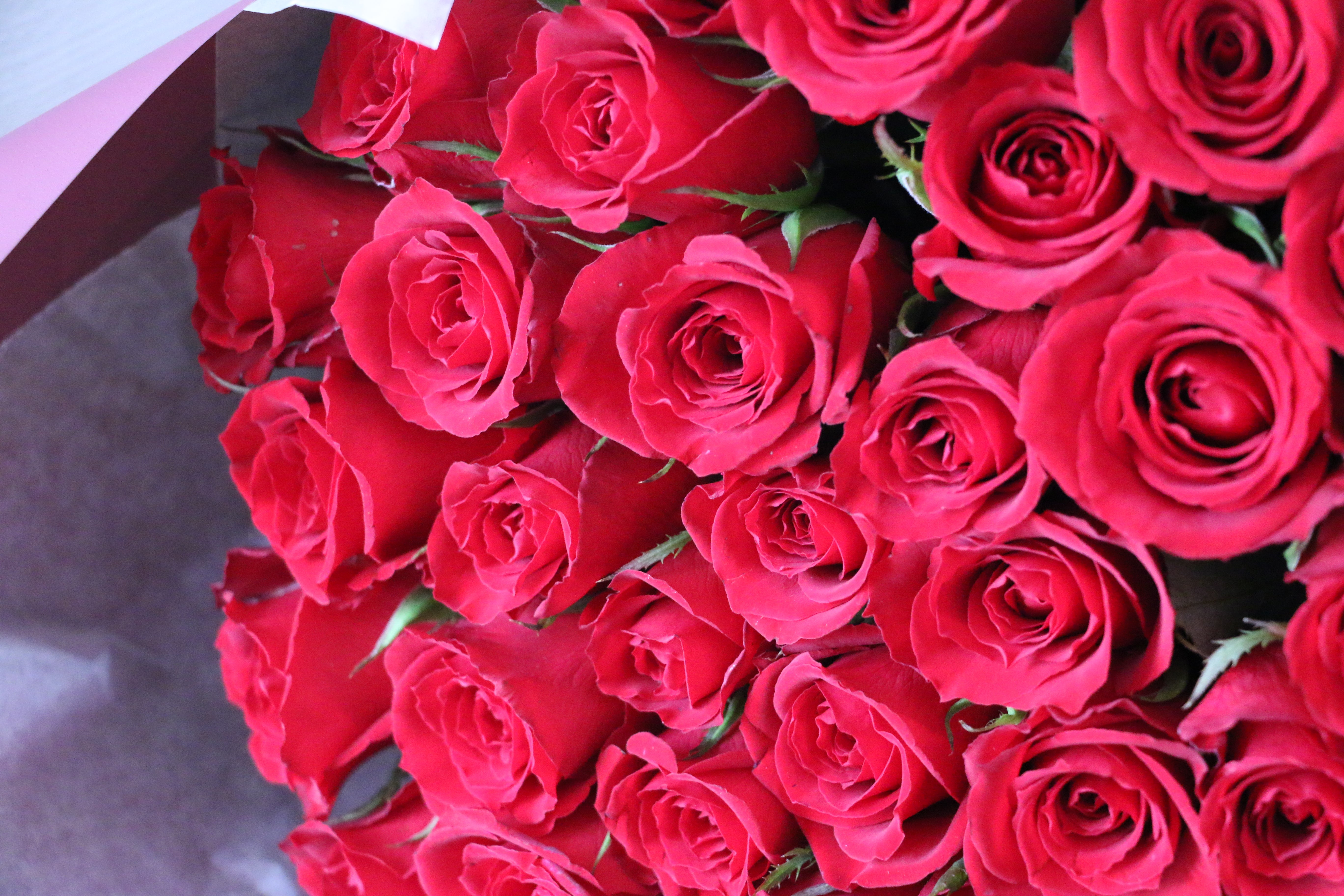 39本の赤いバラの花束-永遠の愛を誓います – 花・花束の通販サイト