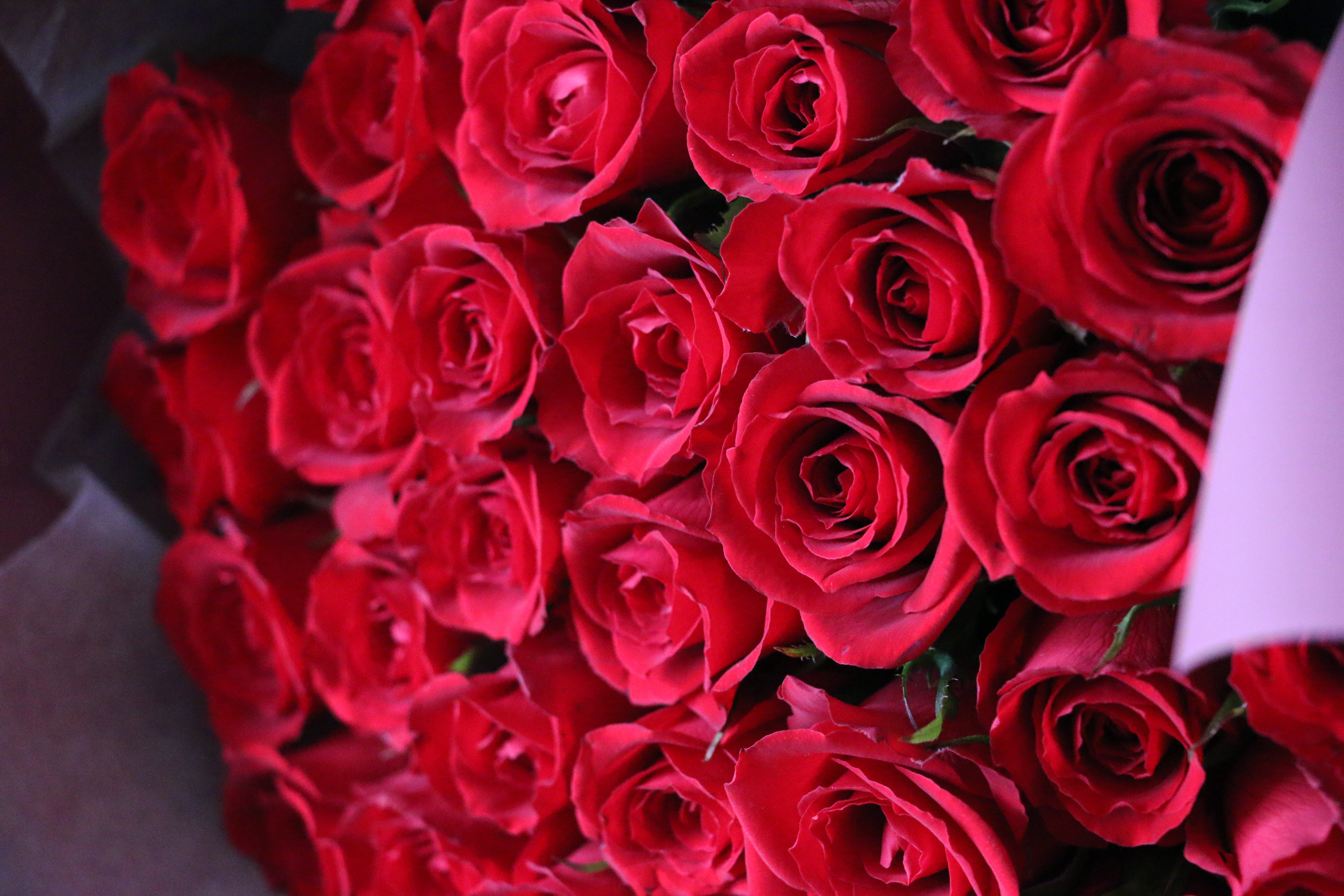 31本の赤いバラの花束-いつもあなたを想っています – 花・花束の 31本の赤いバラの花束-いつもあなたを想っています – 花・花束の